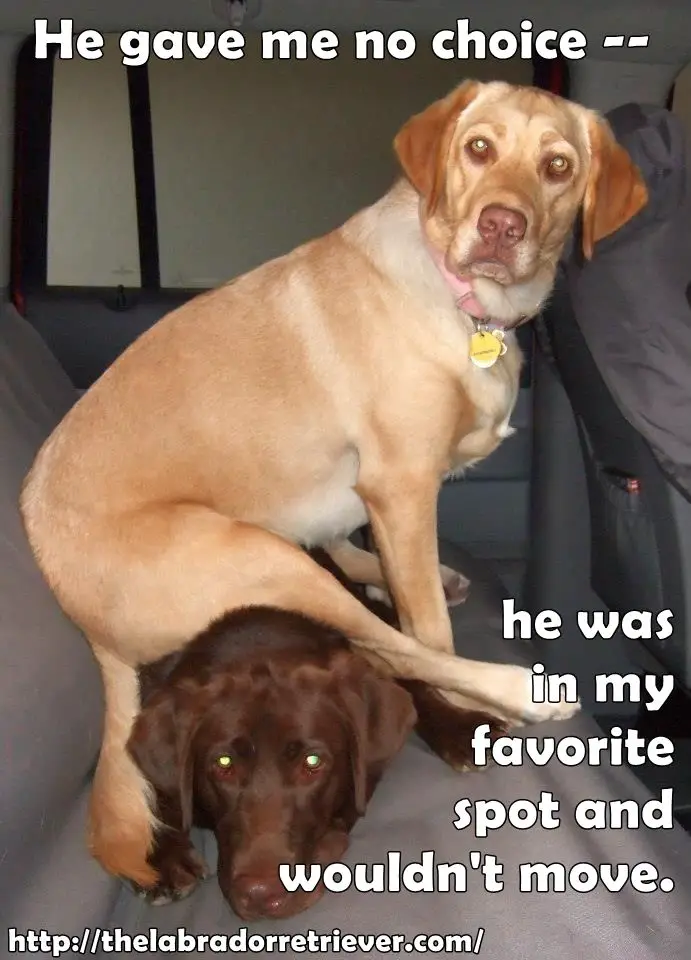photo of a yellow Labrador sitting on top of the chocolate Labrador lying in the backseat and with text - He gave me no choice he was in my favorite spot and wouldn't move.