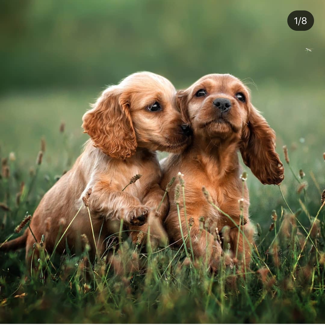 two English Cocker Spaniel puppies playing in the grass
