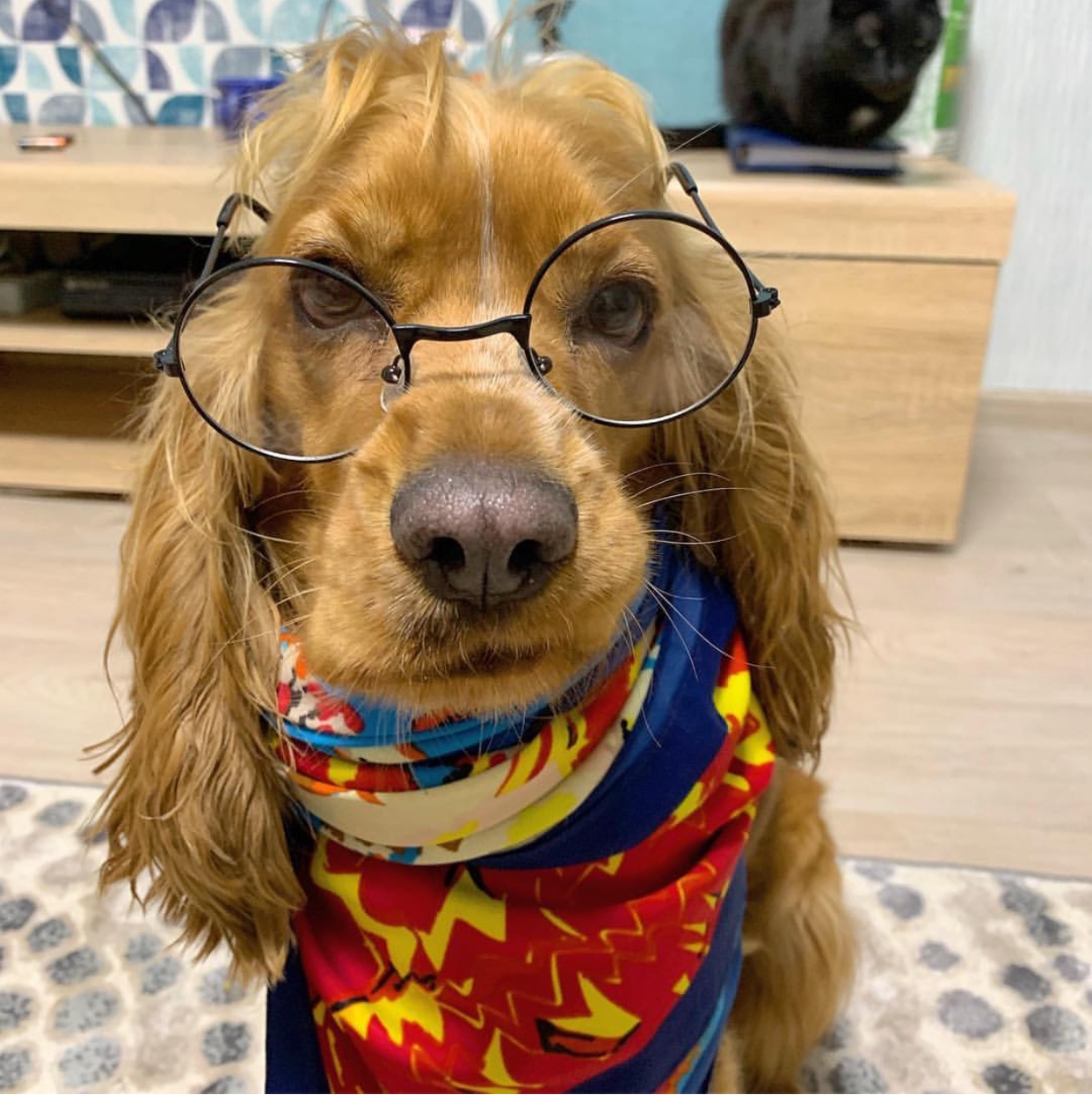 A English Cocker Spaniel wearing glasses while wearing scarf while sitting on the bed