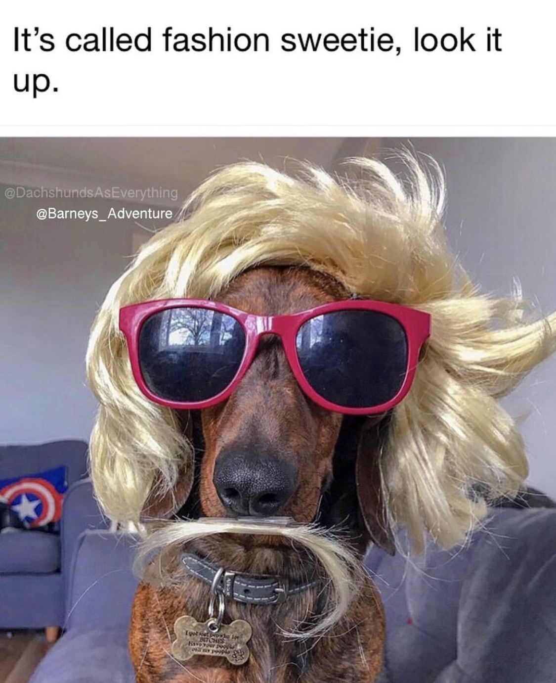 A Dachshund wearing a blonde wig and sunglasses while sitting on the couch photo with caption - It's called fashion sweetie, look it up.