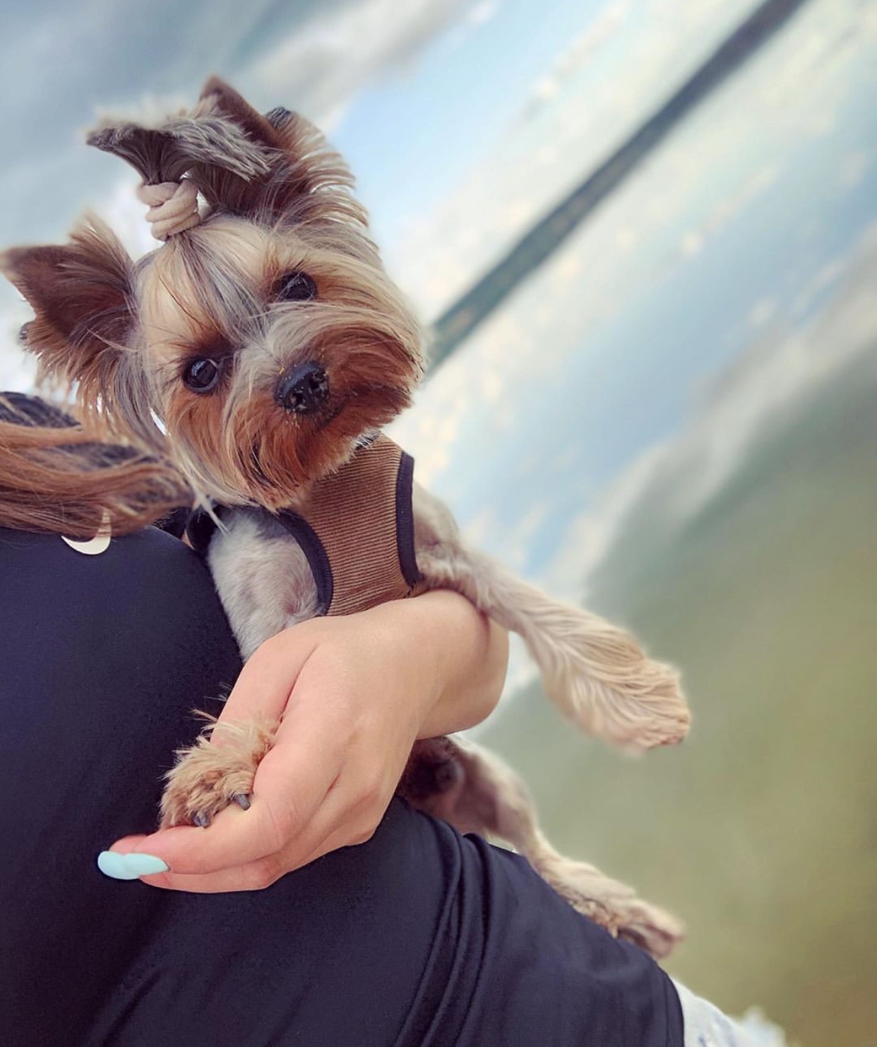 a woman holding a Yorkshire Terrier at the beach