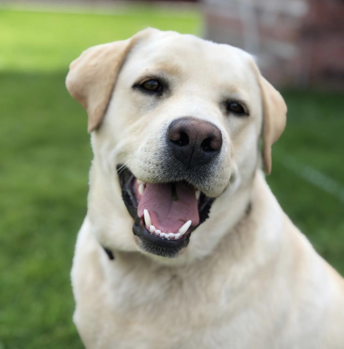 A smiling yellow labrador sitting in the yard