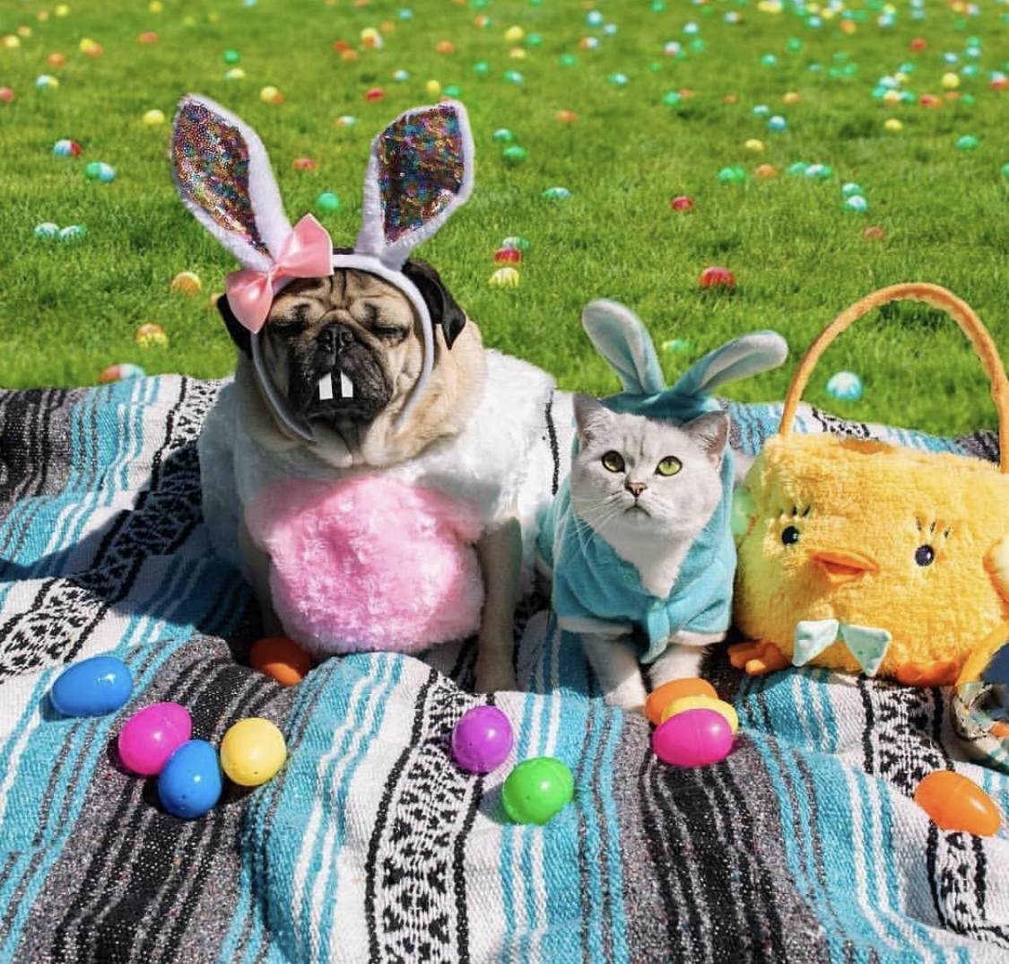 A Pug in its easter costume with a cat sitting next to each other on a blanket in the yard