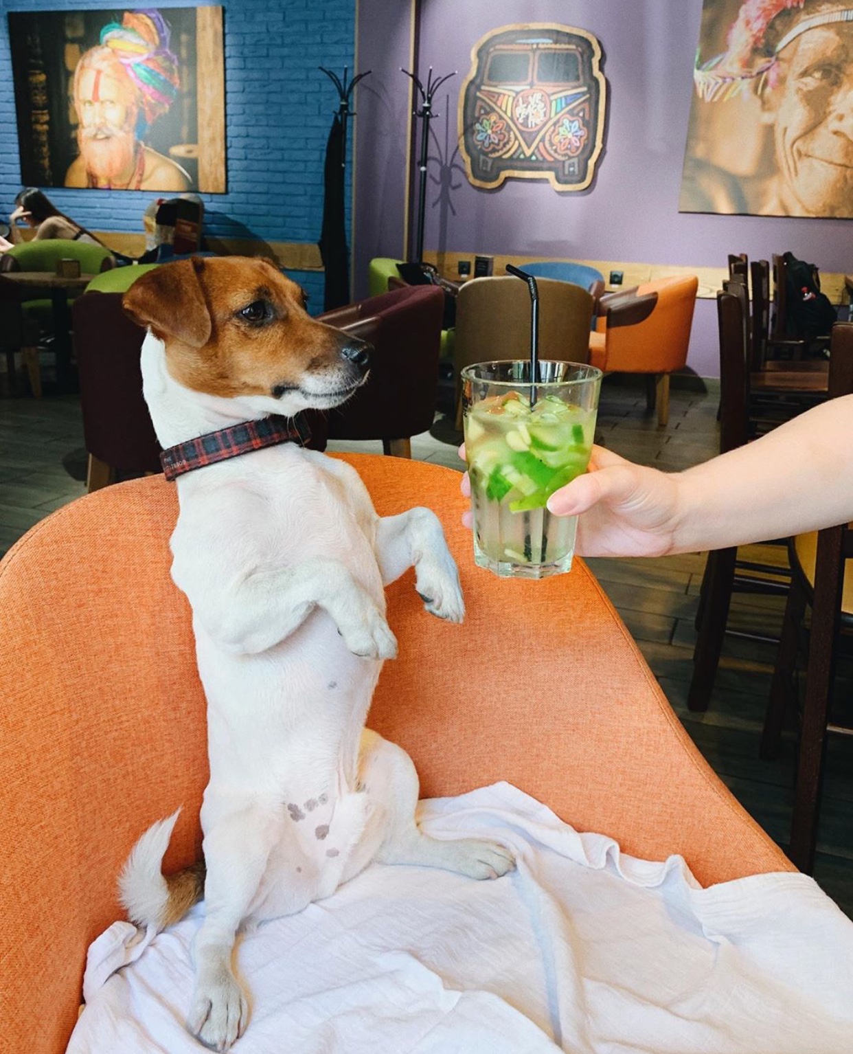 Jack Russell Terrier sitting pretty on the chair while staring at the fresh cucumber juice in front of him while being held by a woman