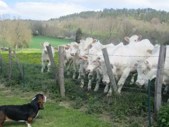 A Basset Hound looking at the cows behind the fence