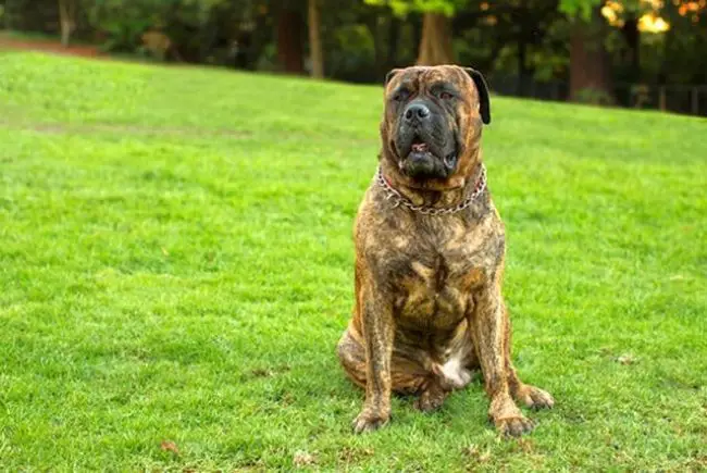 A Bullmastiff sitting on the grass at the park