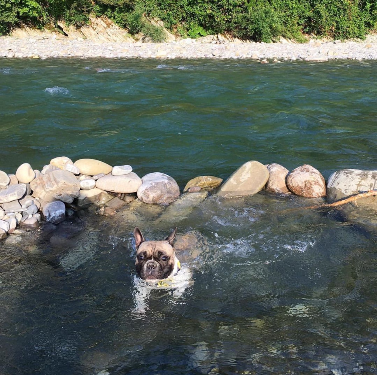 A French Bulldog swimming in the river