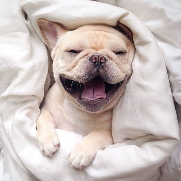 A French Bulldog wrapped in a blanket while smiling