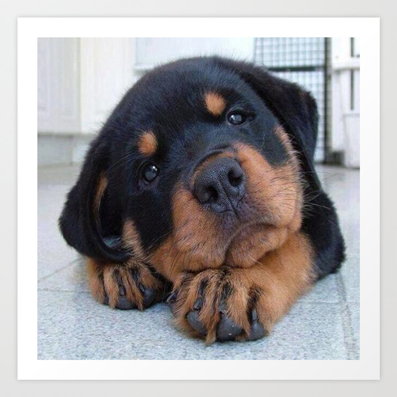 A Rottweiler puppy lying on the floor