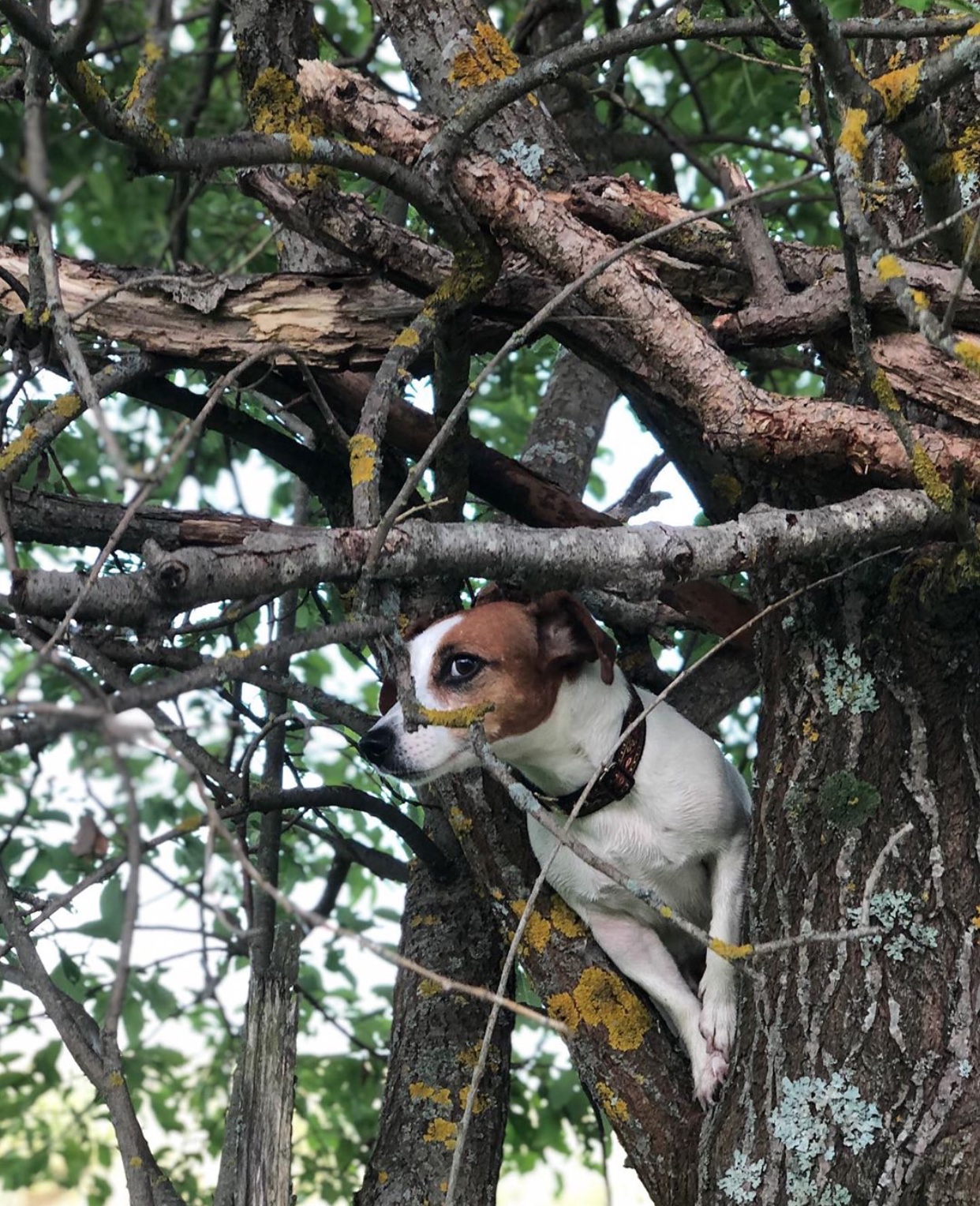 Jack Russell Terrier on the branch of the tree