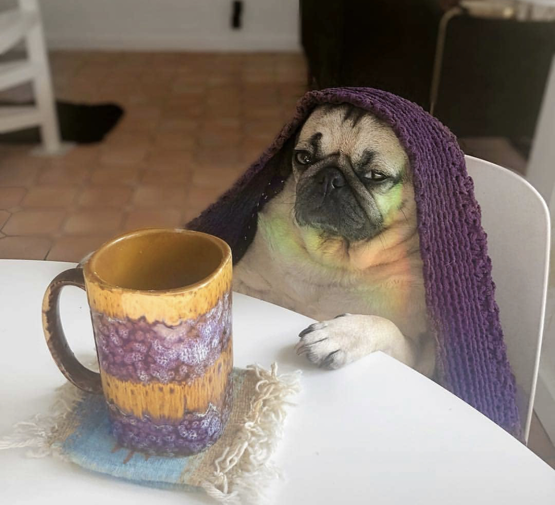 A Pug with a purple crocheted blanket over its head while sitting at the table in front of a large mug