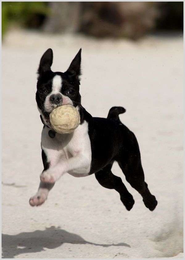 Boston Pug catching a ball at the beach