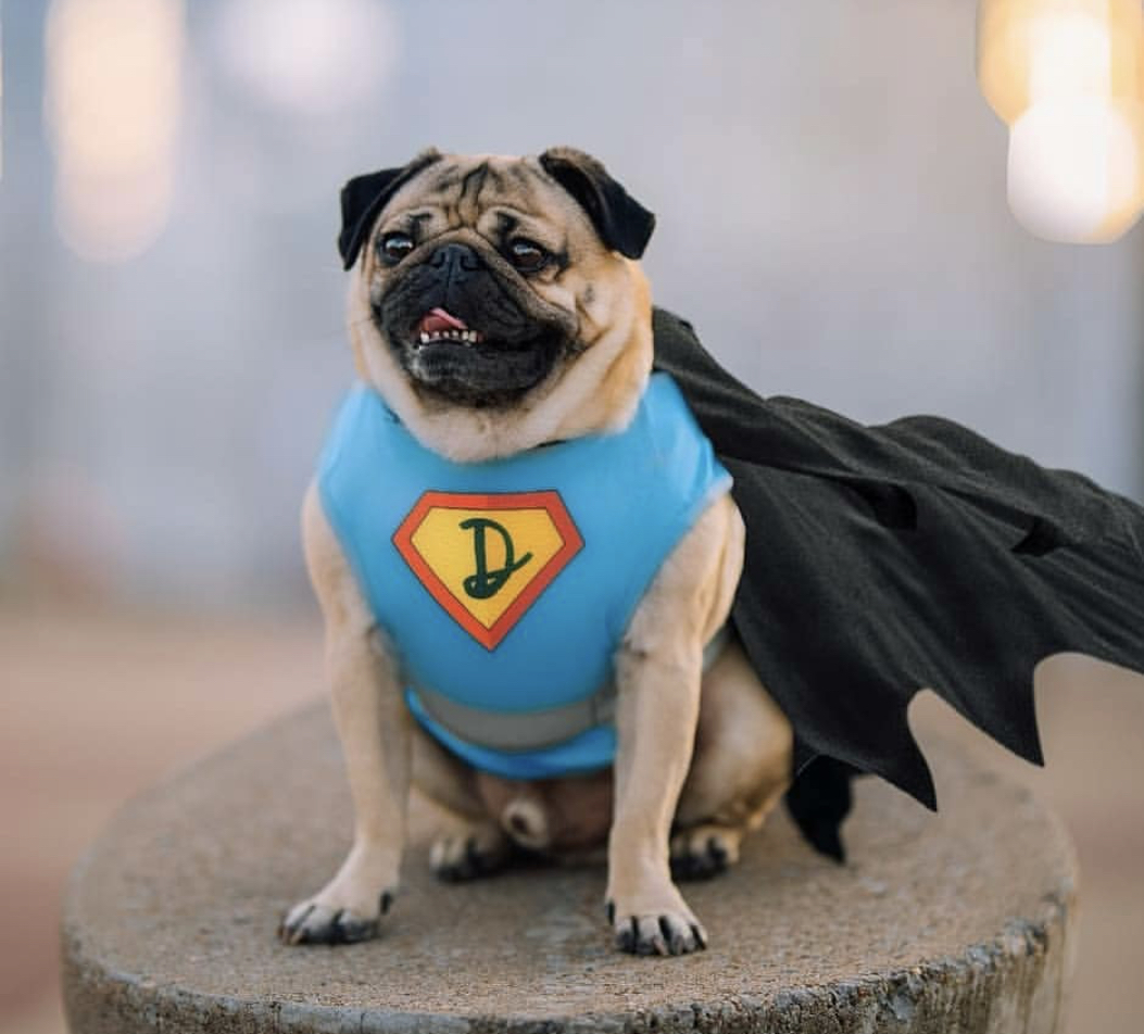 A Pug in its superhero costume while sitting on top of a chopped tree trunk