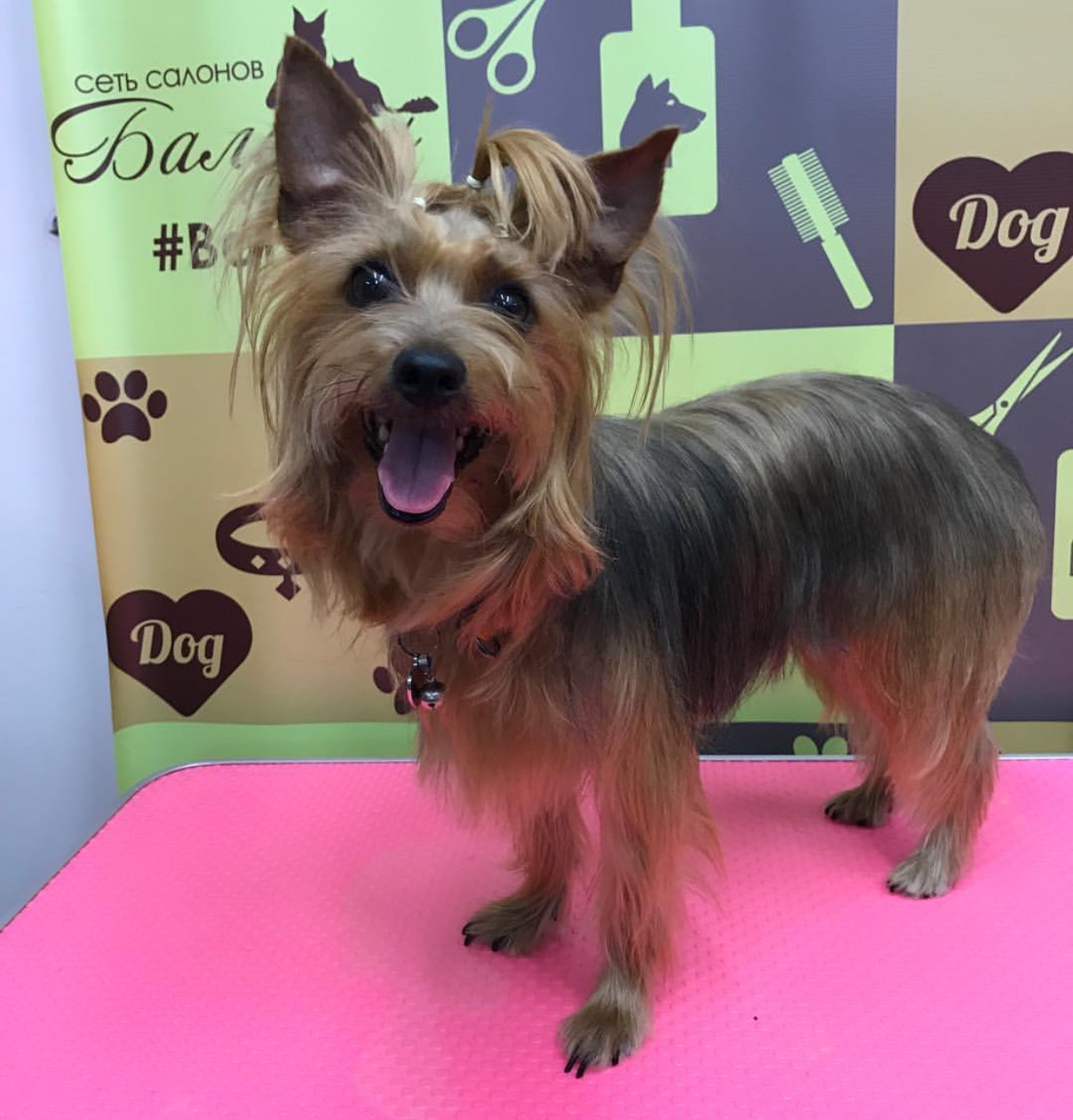 A Yorkshire Terrier in medium haircut while standing on top of the grooming table and smiling
