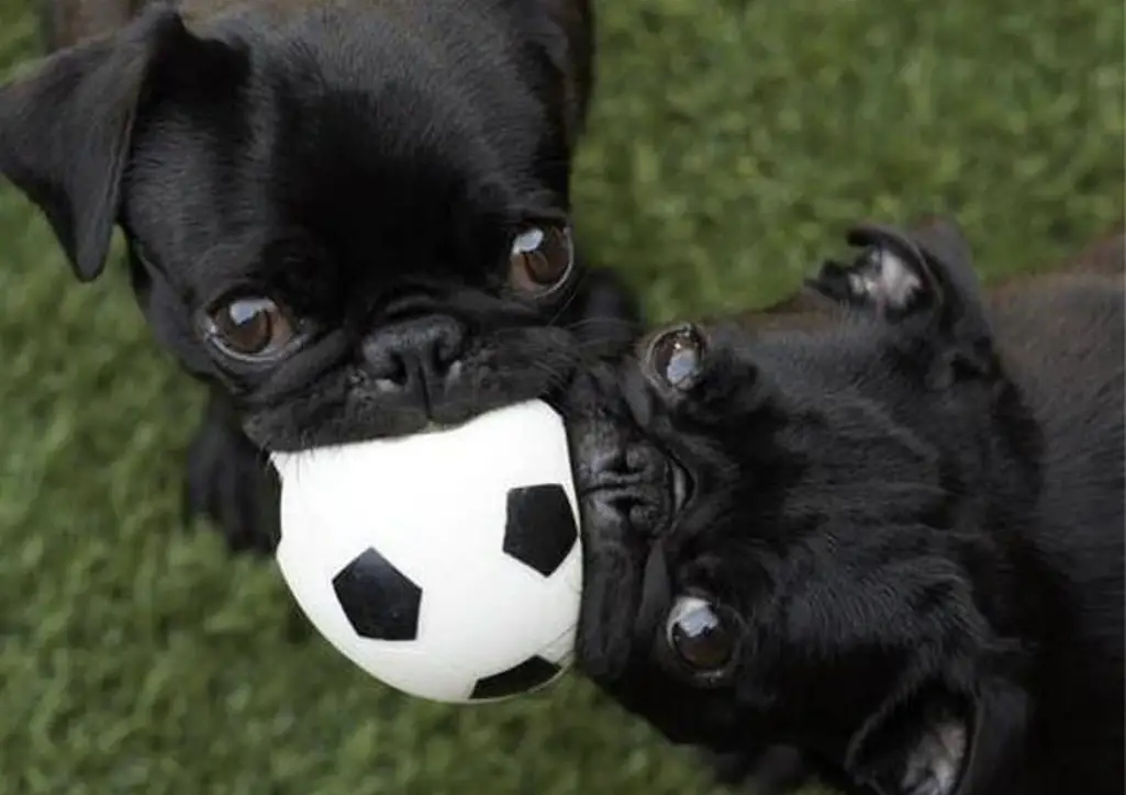 two black Pug puppies sharing a soccer ball