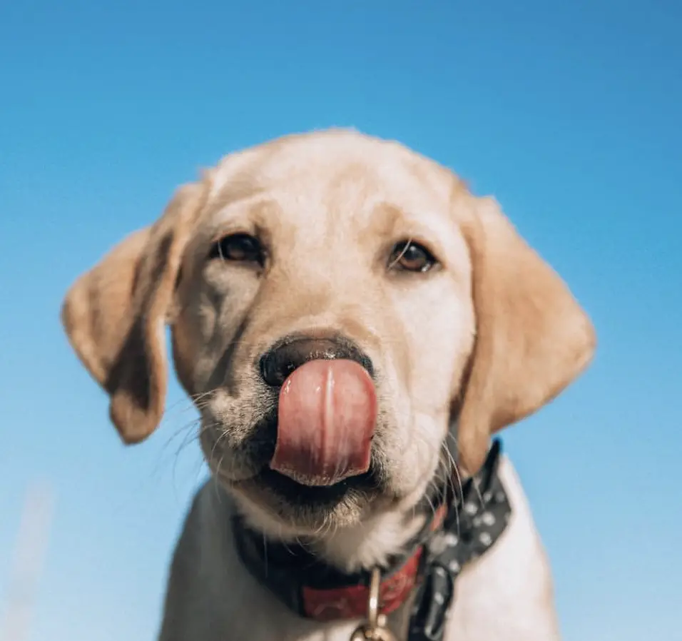 A yellow Labrador puppy licking its nose against the blue sky