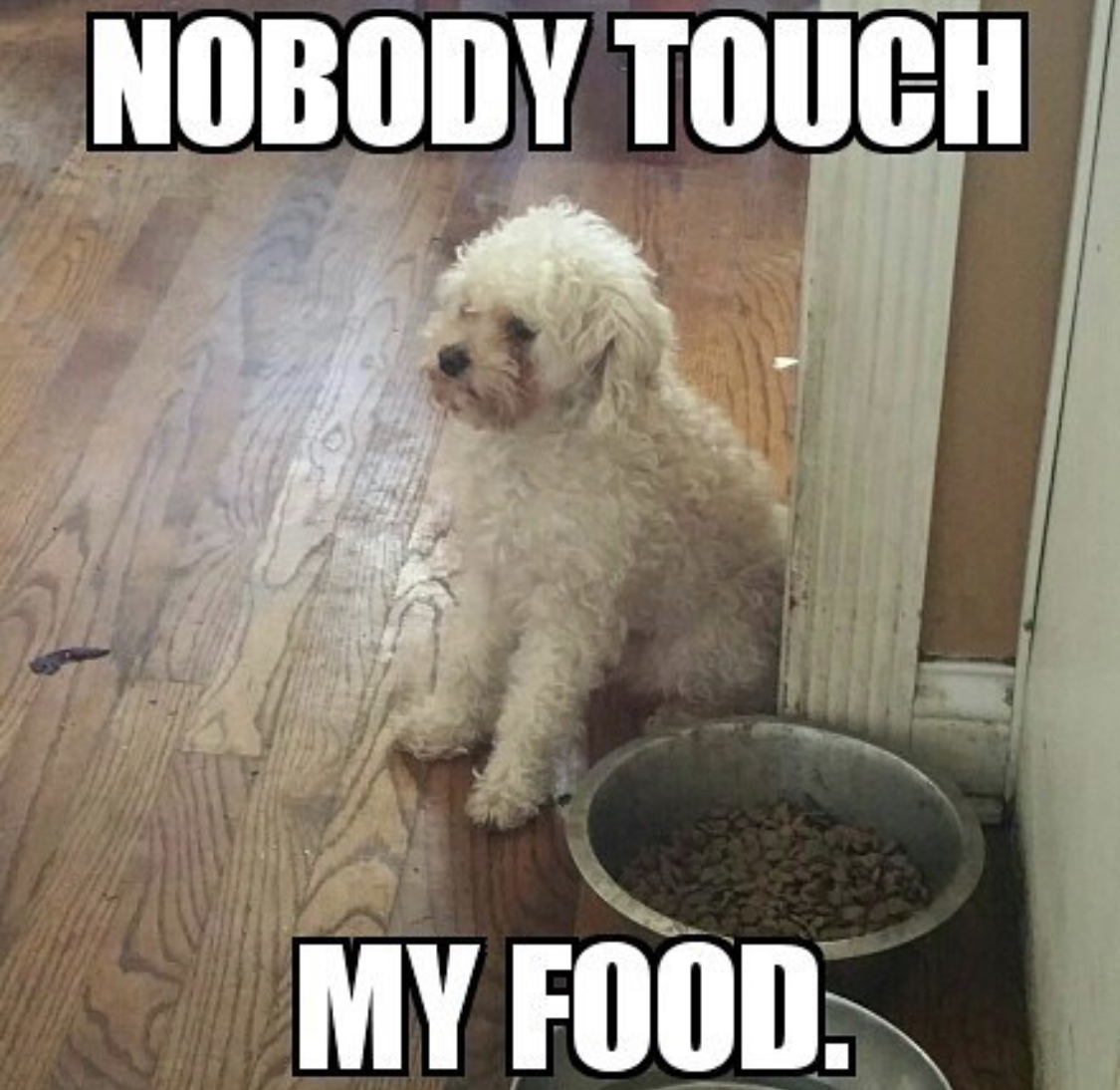 Poodle sitting on the floor behind its bowl of food photo with a caption- Nobody touch my food.