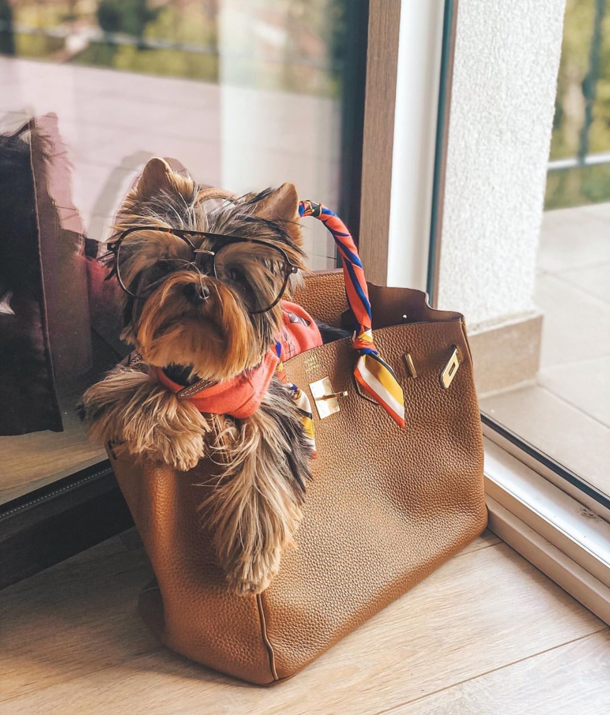 A Yorkshire Terrier in a bag while wearing glasses