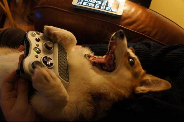 Corgi with its mouth wide open and a playstation controller n its hand
