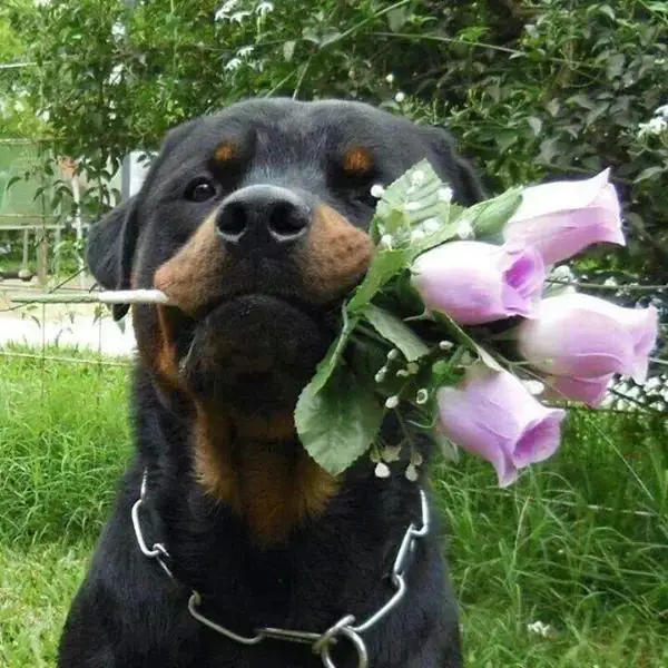 A Rottweiler sitting on the grass with a bunch of purple roses in its mouth
