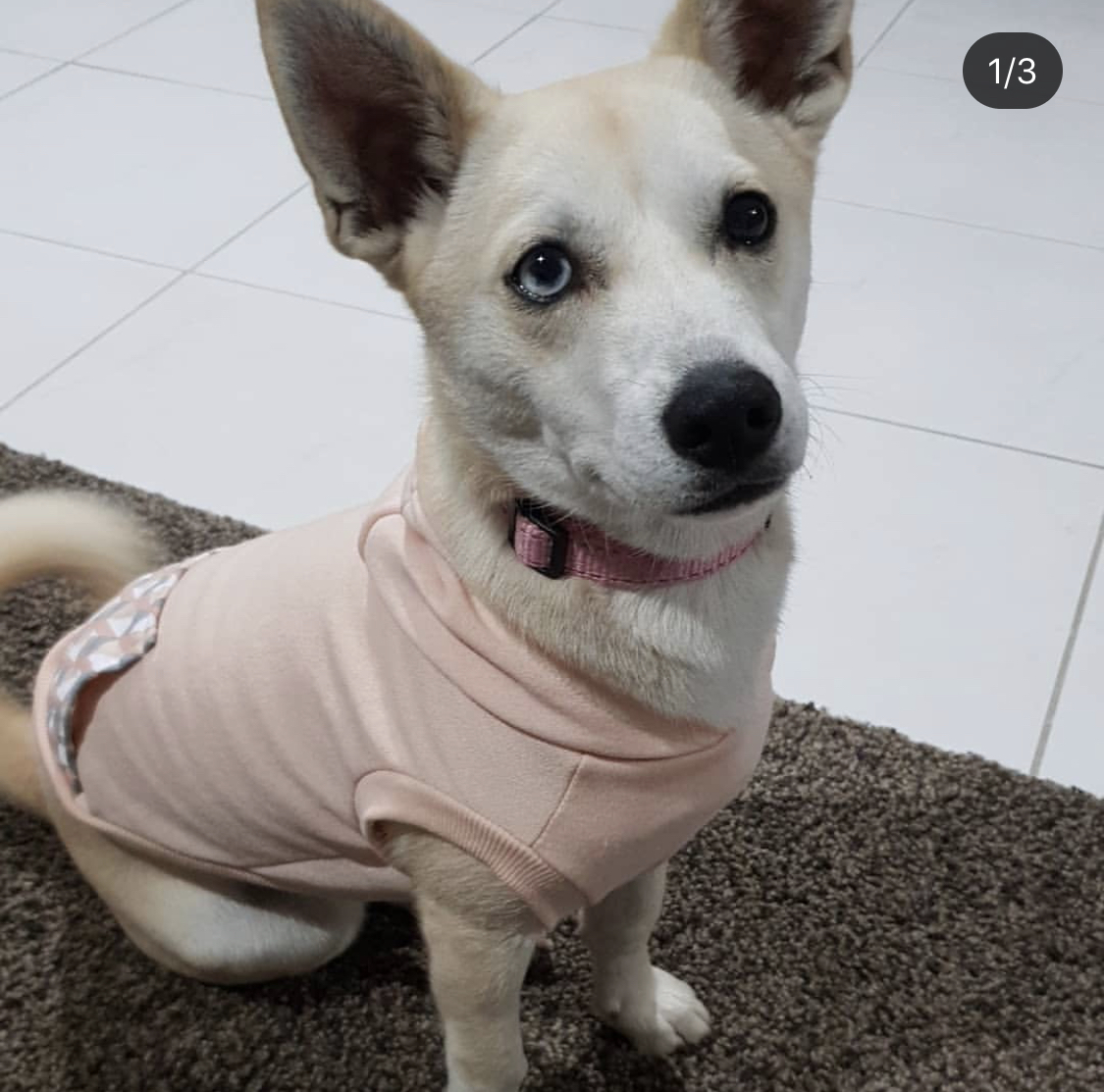 A Jack Husky wearing a peach colored shirt while sitting on the carpet