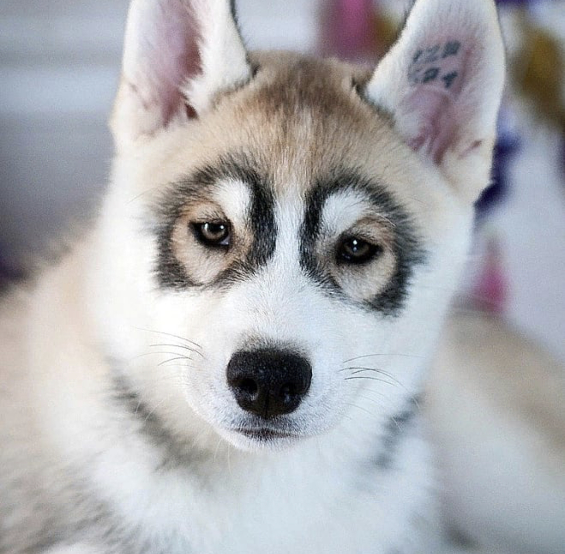 A Husky puppy with black circle around its eyes