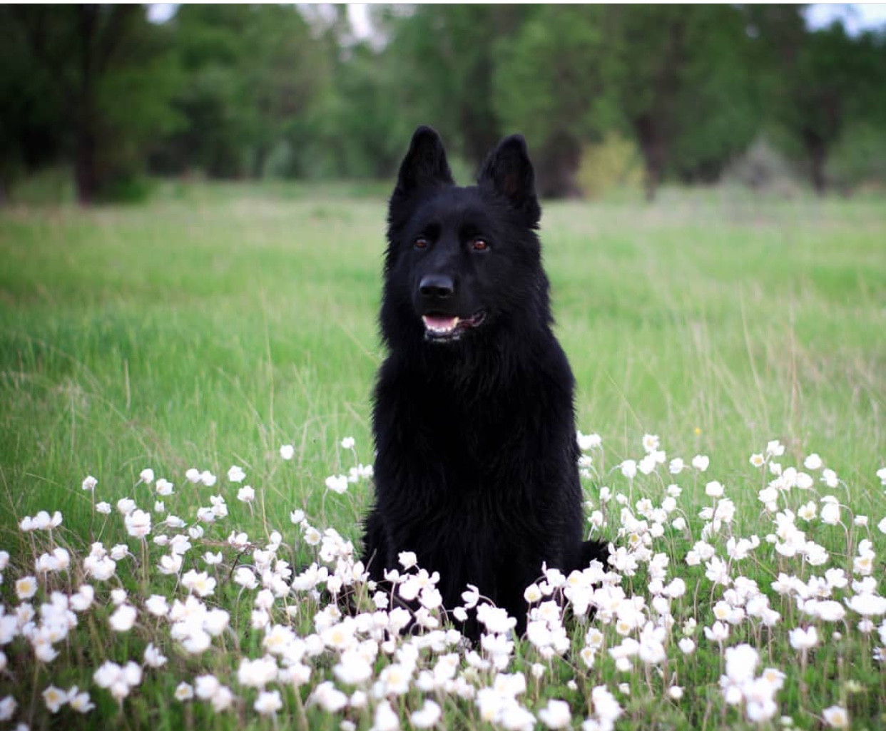 A black German Shepherd sitting in the field of grass with white flowers