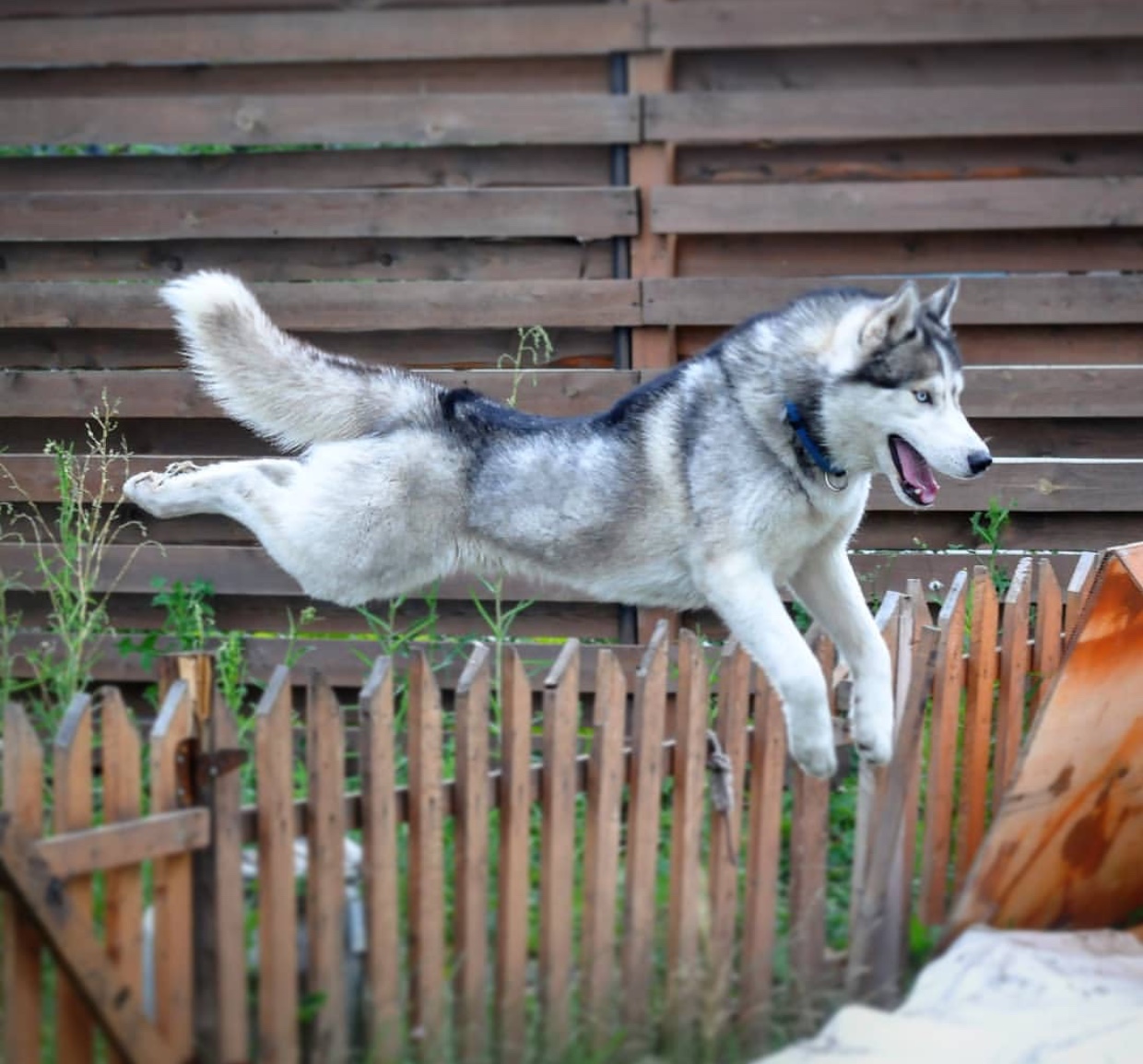 A Husky jumping over the fence
