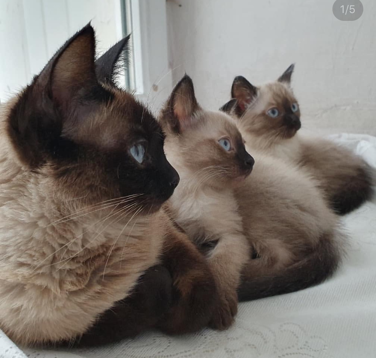 three aligned Siamese Cats  sitting on the bed