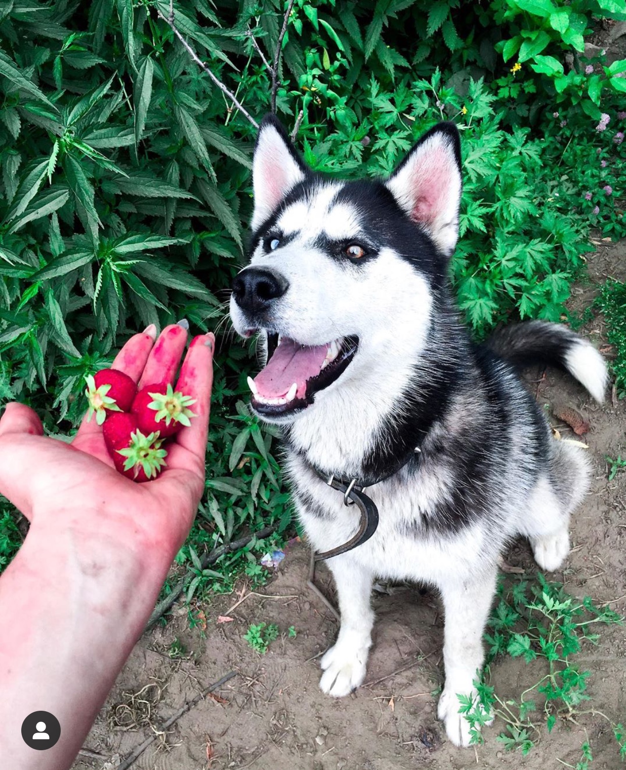 A Husky sitting on the ground while staring at the strawberry in the hand of woman