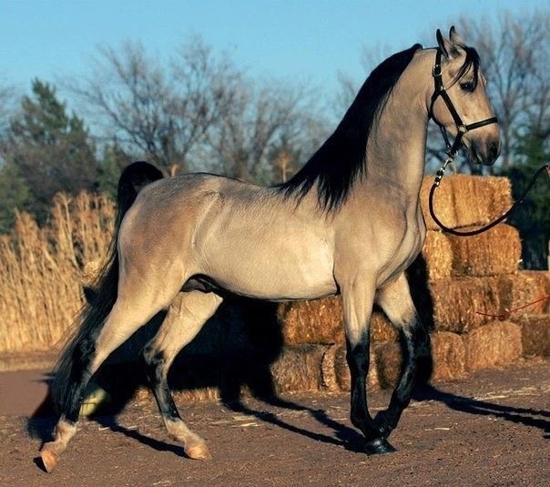 horse in tortilla color and black straight hair