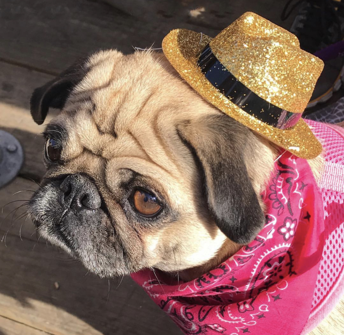 Pug a sparkling gold hat and pink scarf