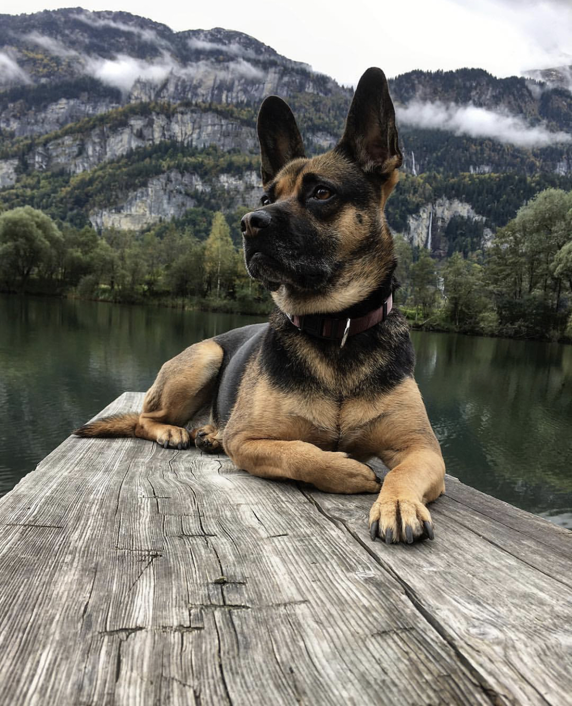 A French Shepherd lying on top of the table by the lake