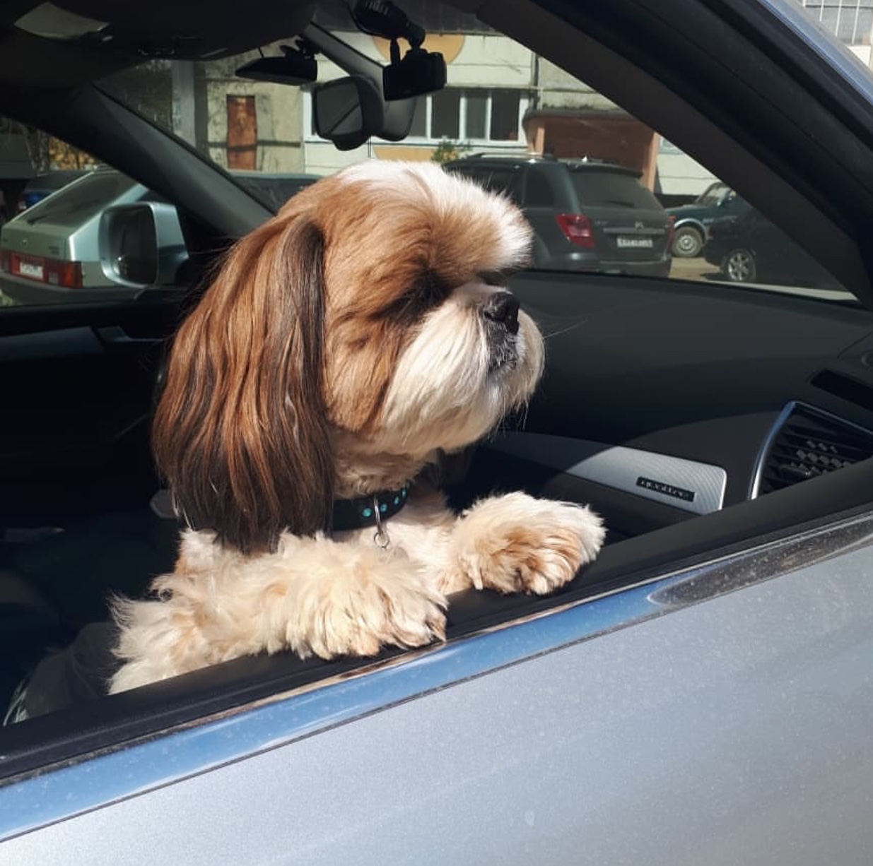 A Shih Tzu leaning towards the window in the car
