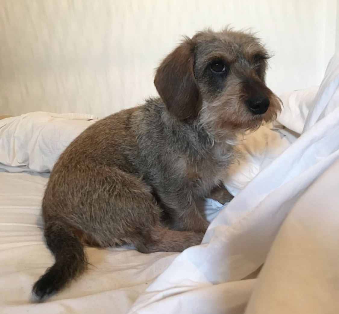 A Doxer sitting on the bed