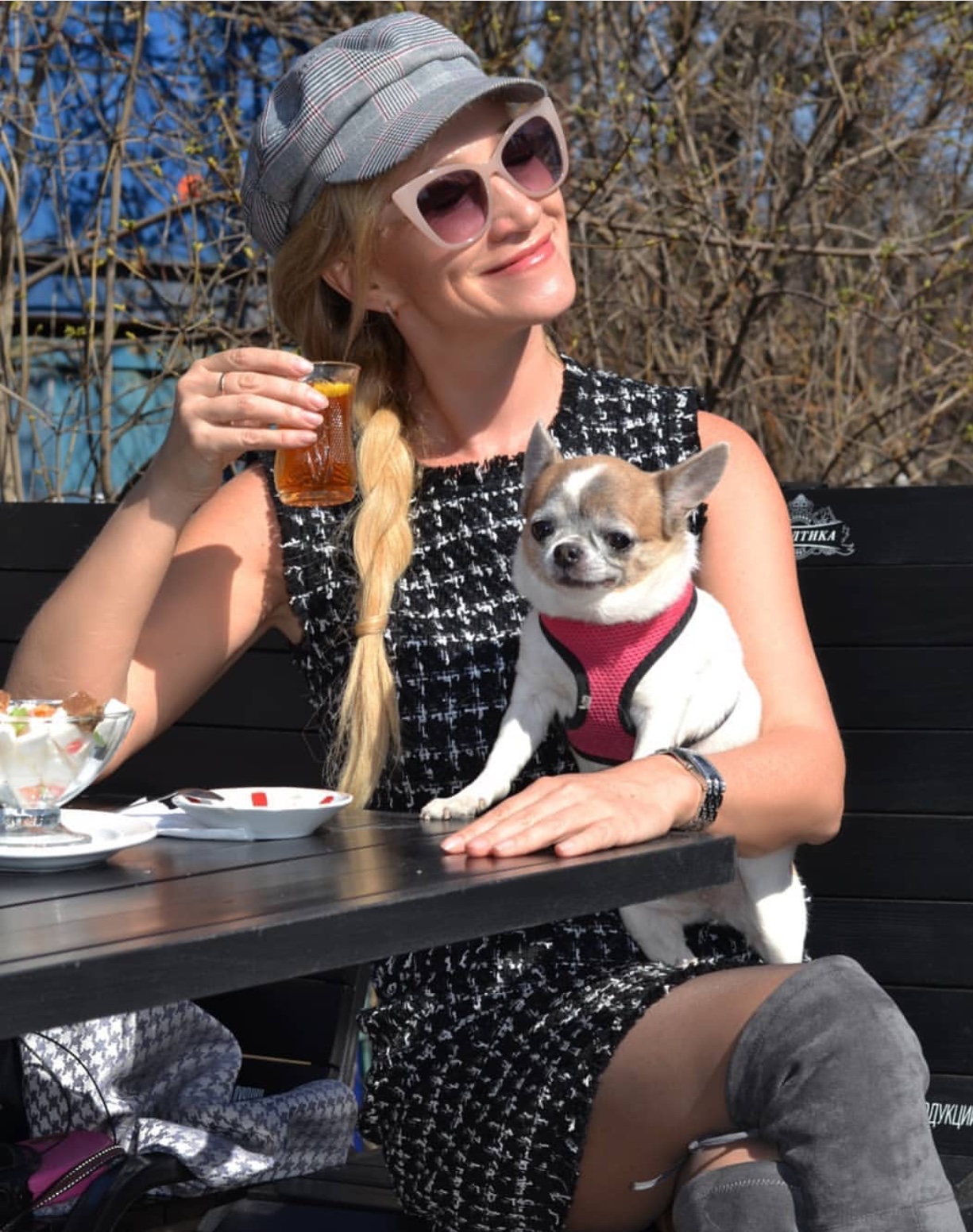 Chihuahua on a girls lap
