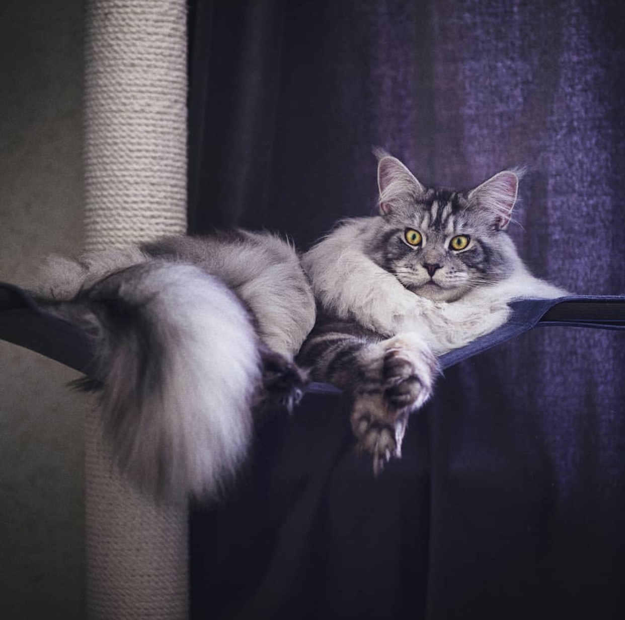 Maine Coon Cat with gray and white fur color lying on its hanging bed