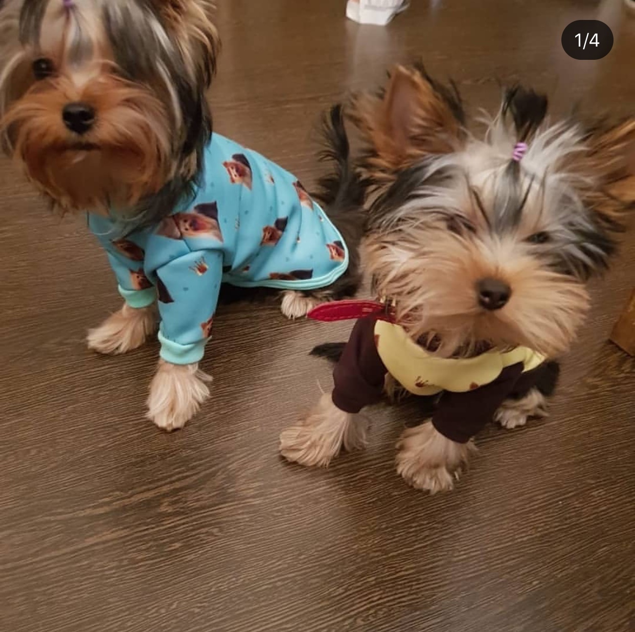 two Yorkshire Terrier puppies wearing shirts while sitting on the floor