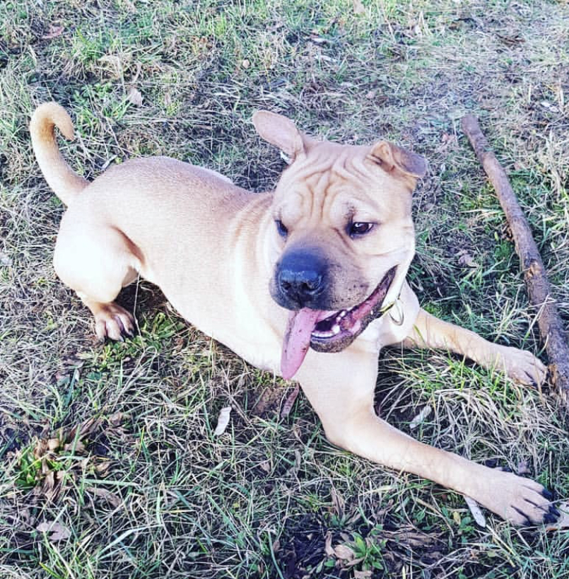 A Bul Pei lying down on the grass