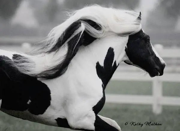  Black and white horse