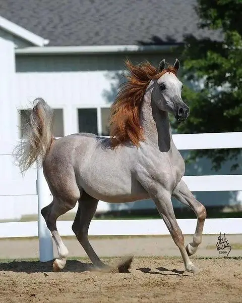Silver and red colored horse