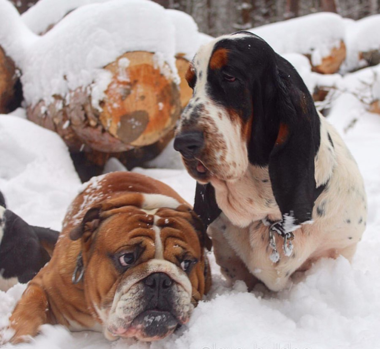 A Basset Hound sitting in snow next to an English Bulldog