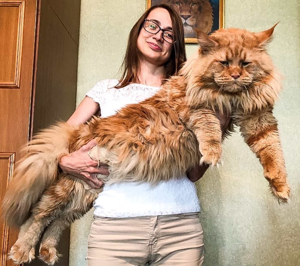 a woman carrying a large Maine Coon Cat