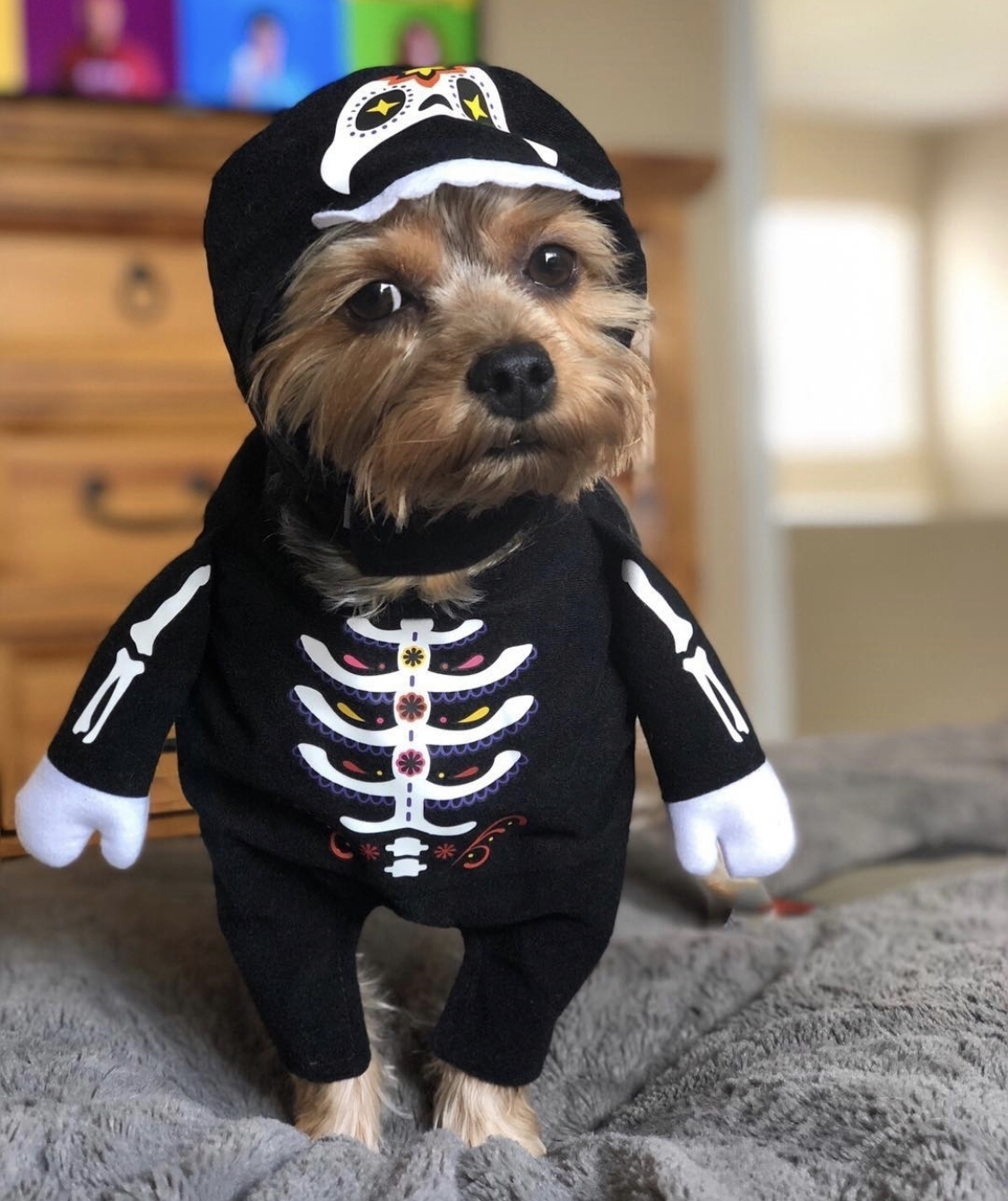 Yorkshire Terrier in skeleton costume