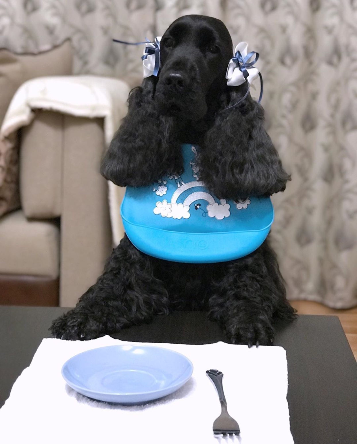 A black English Cocker Spaniel wearing a bib with pocket while sitting at the table in front of a plate and fork
