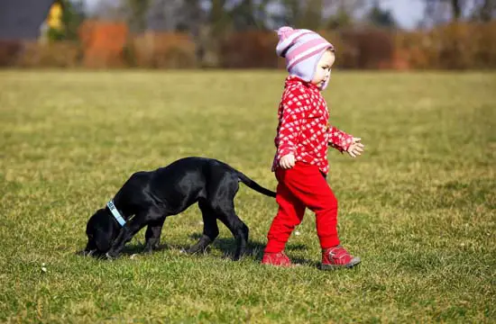 a black Labrador puppy sniffing the grass while a little girl is walking behind him
