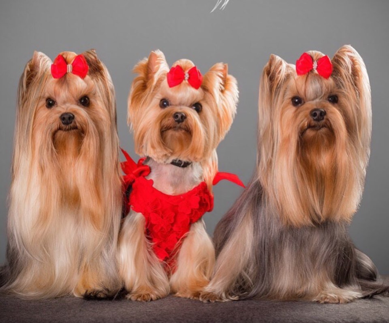three Yorkshire Terrier in different hairstyle sitting on the couch with their red ribbon hair ties on top of their heads