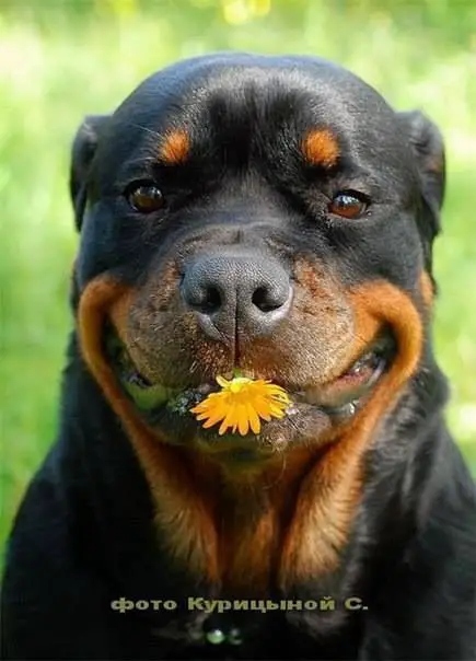 A Rottweiler with a small yellow dandelion in its mouth