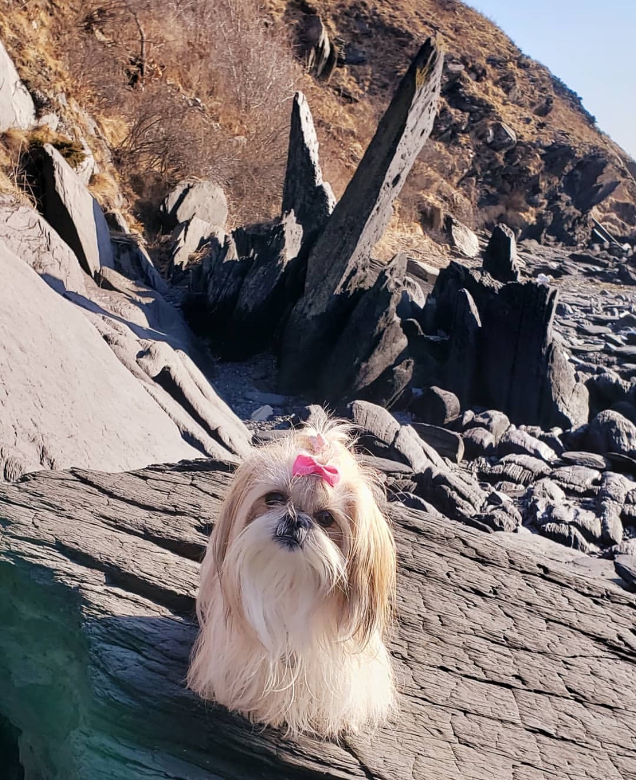 A long haired Shih Tzu with a pink ribbon tie on top of its head while standing on the large rock