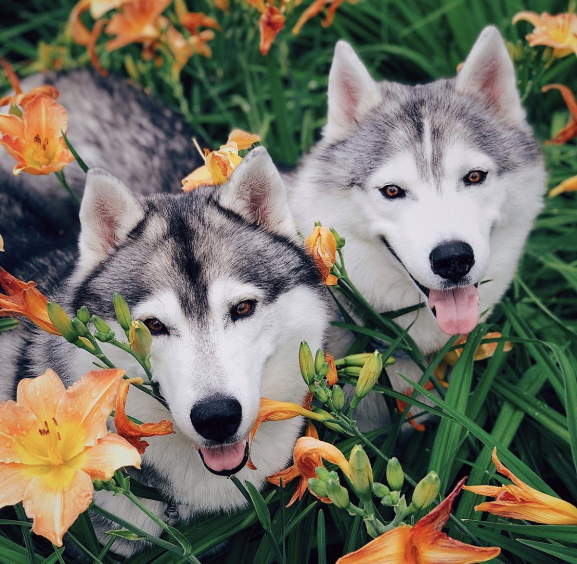 two Huskys in the garden along with the orange flowers